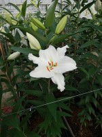 [5341 All Choice 18 ST No01.JPG]